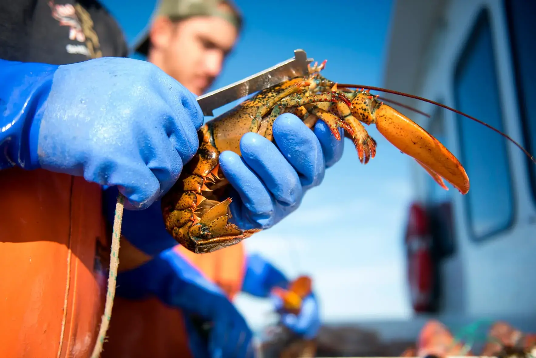 Lobster Gloves for Florida Lobstering